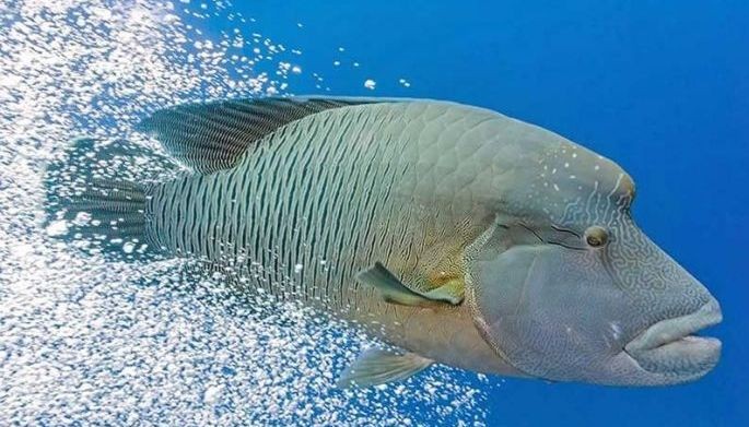 Coral reef fish declared flagship species of Apo Reef