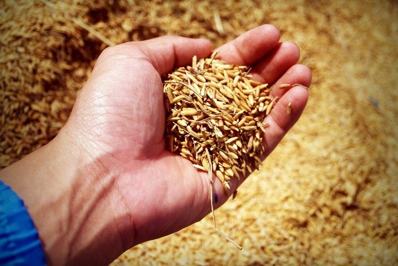 DOF wants NFA to explain non-purchase of palay