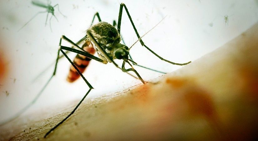 Doctor dies of severe dengue; 4 others infected