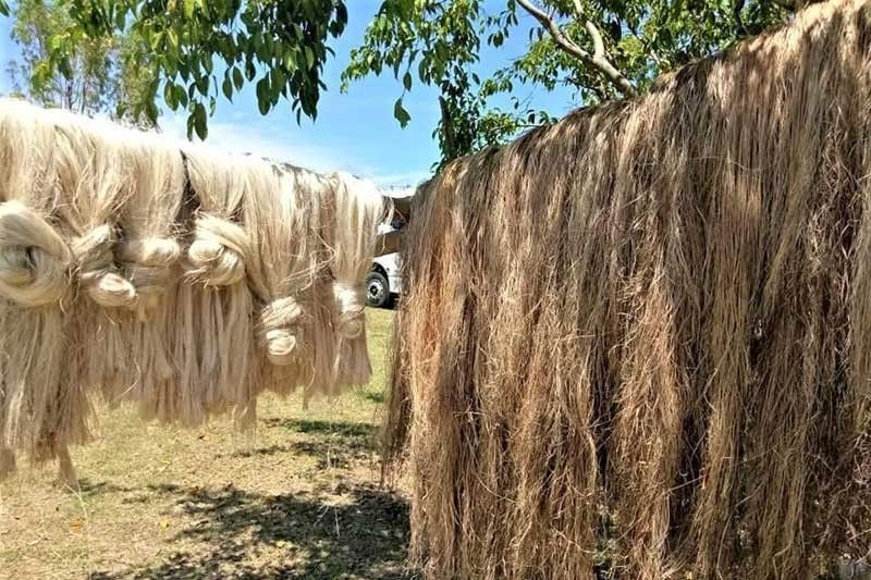 DOST finds abaca, other fibers viable for banknotes