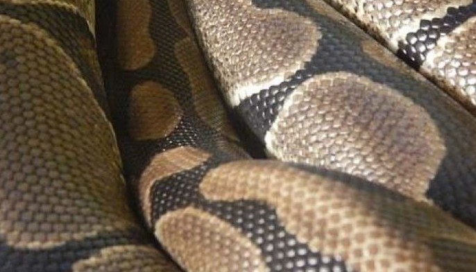 Indonesian woman swallowed by giant python