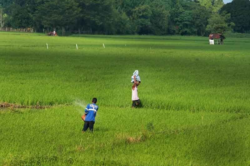 Candidates urged to include food security, environment in platforms