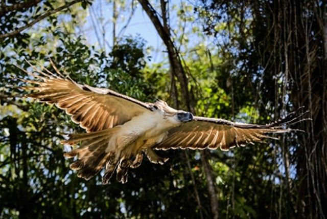 Apayao eagle habitat eyed as Unesco protected area