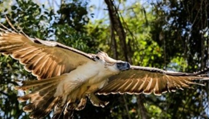 Apayao eagle habitat eyed as Unesco protected area