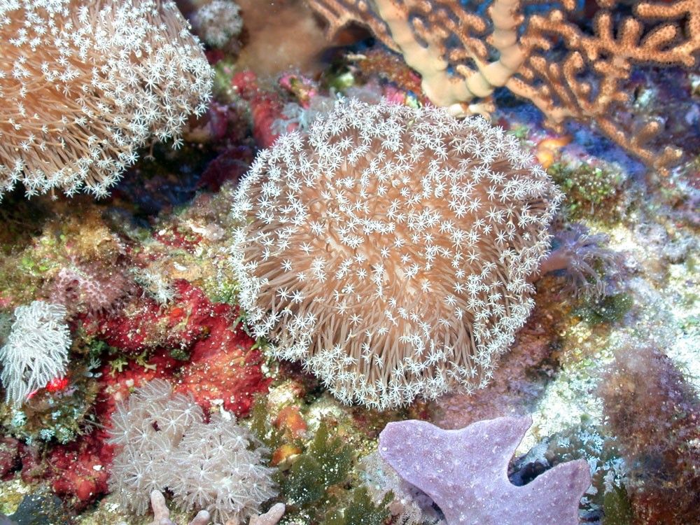 Philippines protests China’s naming of Benham Rise features