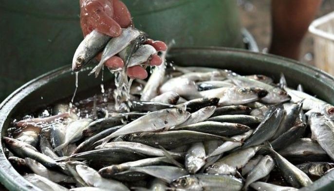 Fishers group urges boycott of imported galunggong