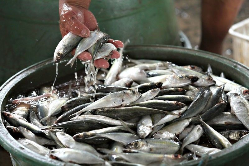 Fishers ask Emmanuel PiÃ±ol to withdraw galunggong import plan