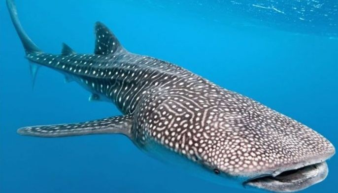Oslob shark tourism cited by National Geographic