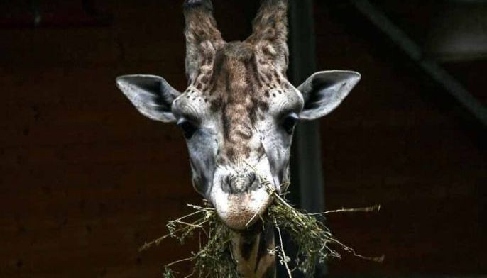 Giraffe kills filmmaker at wildlife facility in South Africa