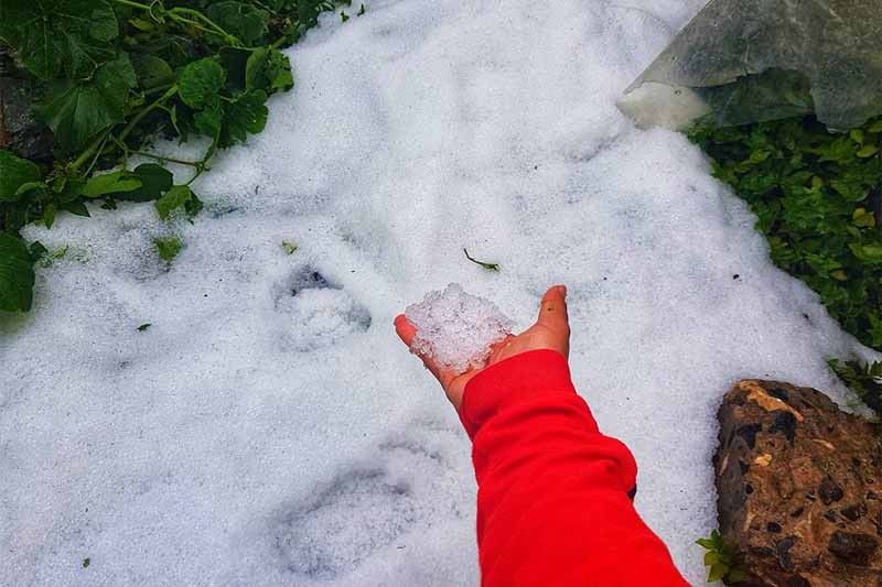 At least 26.5 hectares of veggie farms affected by Benguet hailstorm