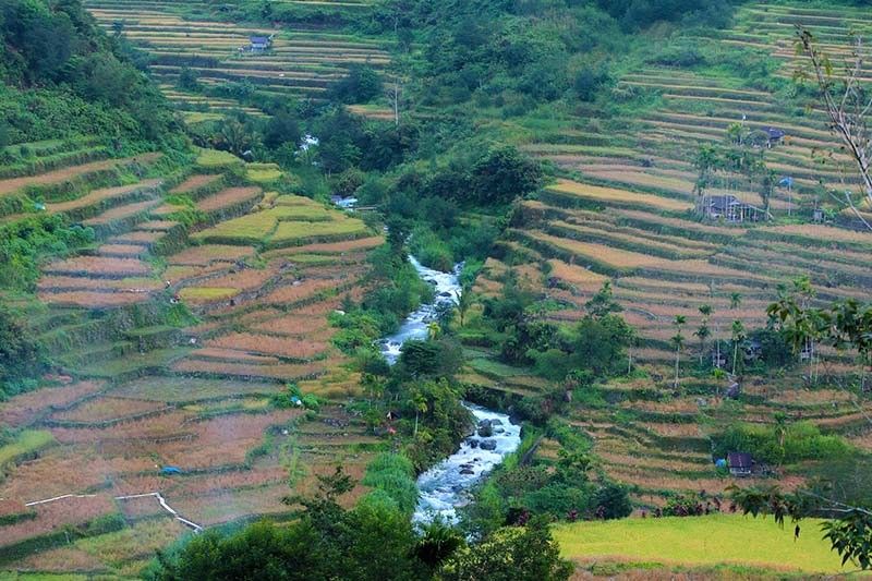 Crop damage from drought in Cordillera reaches P1B