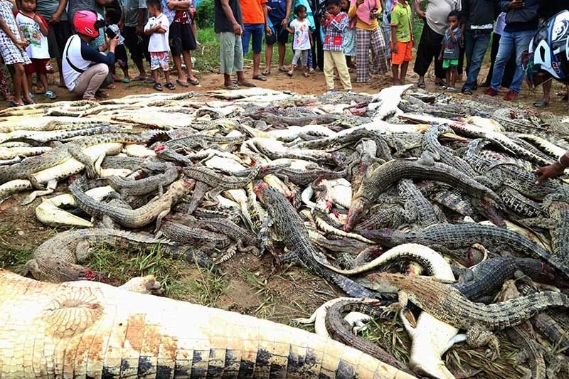Indonesia mob kills hundreds of crocodiles after man dies