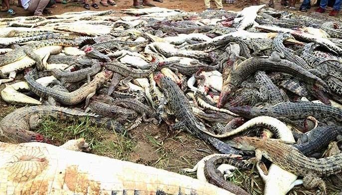 Indonesia mob kills hundreds of crocodiles after man dies
