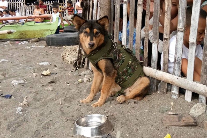 K9 ânitakasâ atol sa Takas sa Talisay