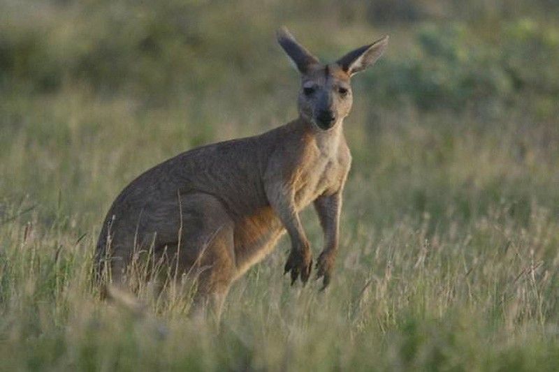 Australia kangaroo attack leaves three hurt