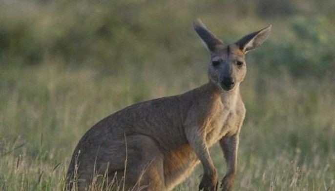 Australia kangaroo attack leaves three hurt