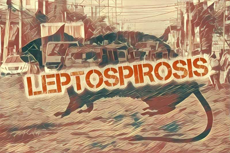 Infographic: 7 things to do to prevent leptospirosis