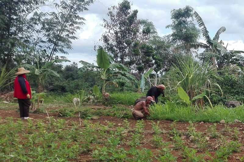 Kaisahan: Land reform about social justice, not big businesses