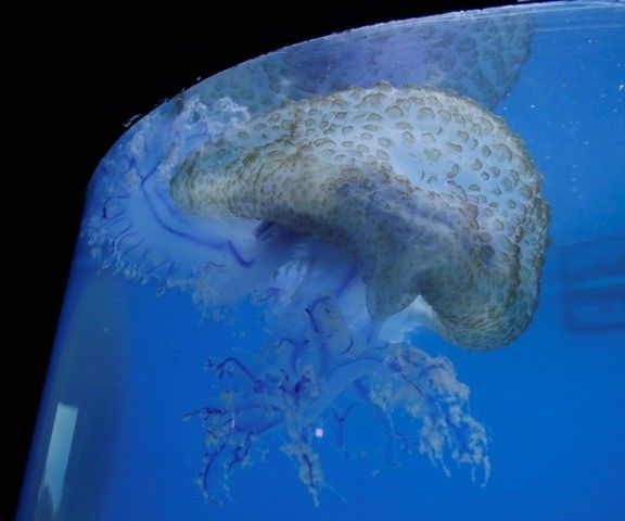 Seven-year-old girl from Italy dies of jellyfish sting in Camarines Sur