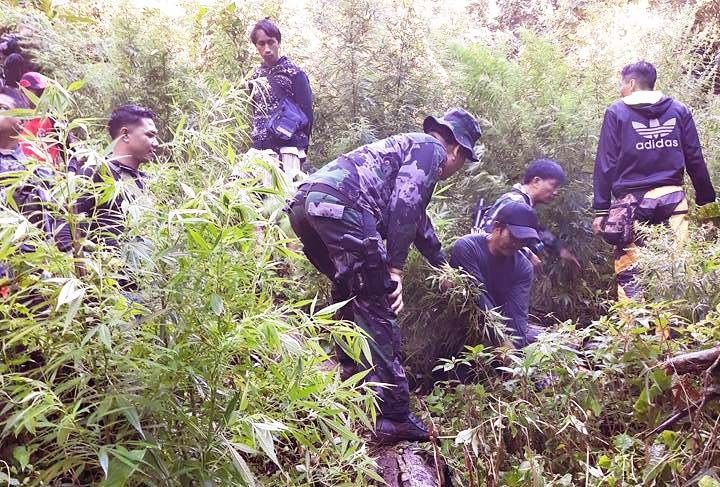 Cops destroy large marijuana farm in South Cotabato
