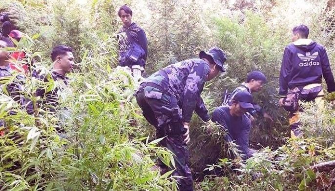 Cops destroy large marijuana farm in South Cotabato