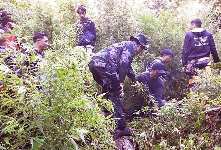 P1.8M marijuana, shabu seized in Danao