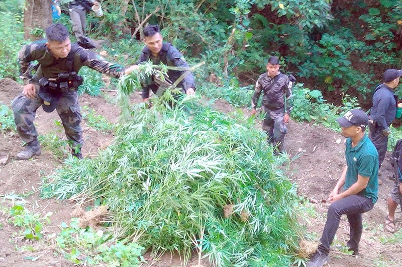 P2.5M marijuana uprooted, burned