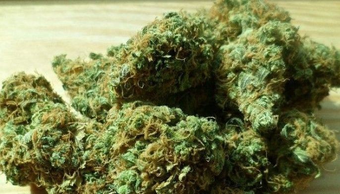 Marijuana Queen nasikop