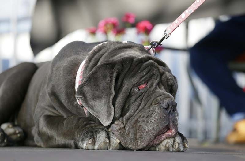 Ugly dogs return for annual World's Ugliest Dog contest