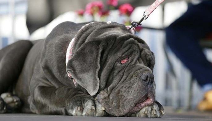 Ugly dogs return for annual World's Ugliest Dog contest