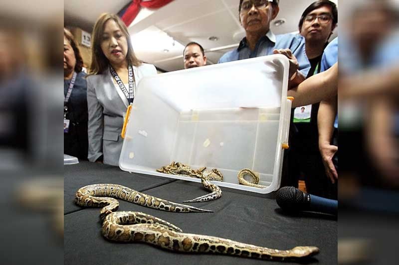 12 pythons seized by Customs at NAIA