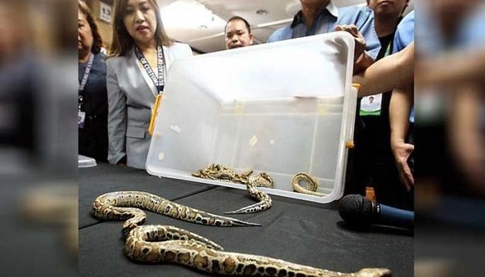 12 pythons seized by Customs at NAIA