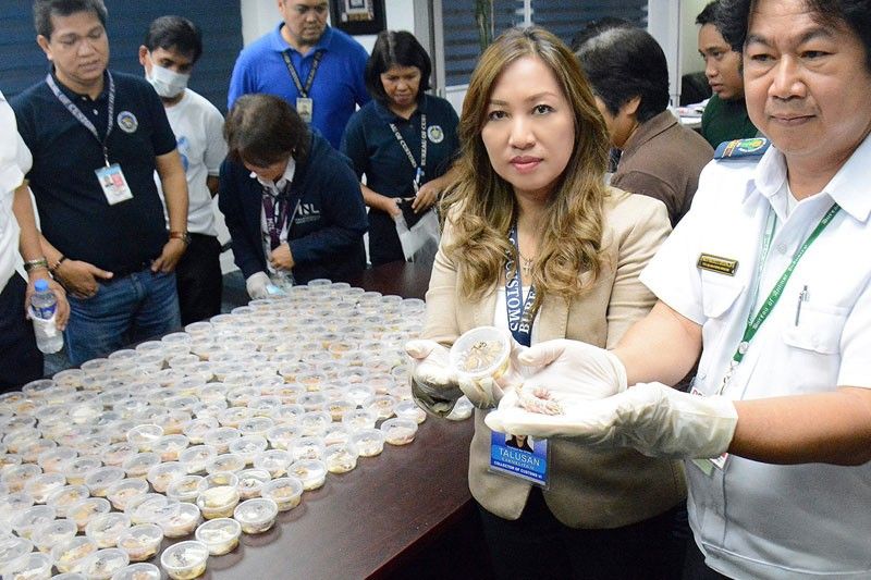 250 live geckos from Hong Kong seized by Customs at NAIA