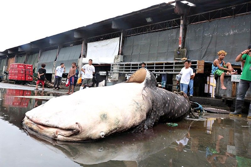 Dead butanding recovered in Navotas