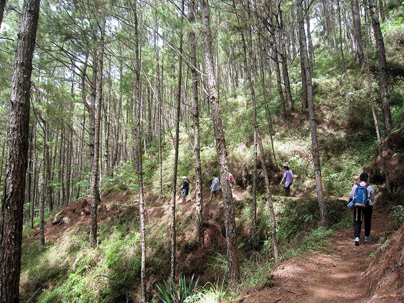 Forest bathing in Baguio