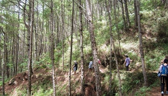 Forest bathing in Baguio