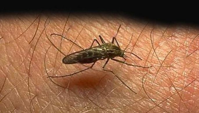 DOH warns public of rise in &lsquo;chikungunya&rsquo; cases