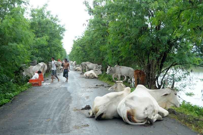 Agricultural damage due to typhoons hit P1.6 billion