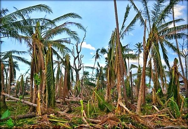 Typhoons leave P1.8 billion damage to agriculture