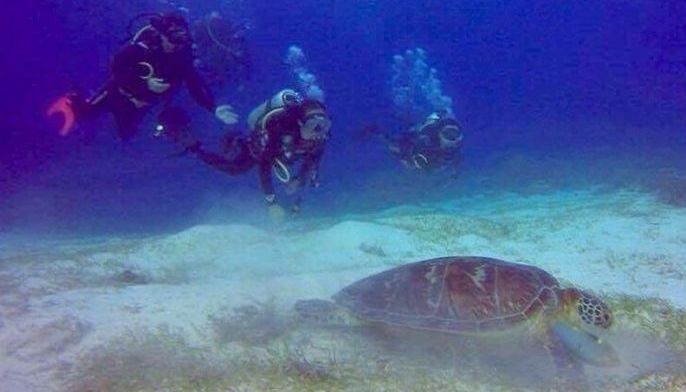 Oslob dive site closed to tourists for 1 week