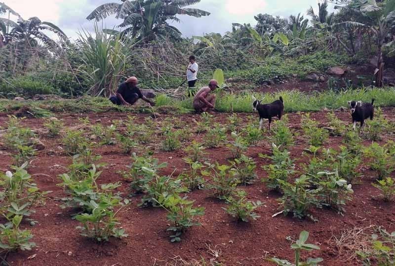 5,624 farmers in North Cotabato get land through CARP