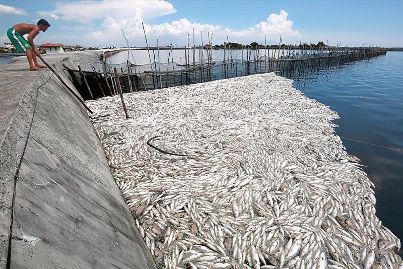 Bulacan fish kill damage hits P17 million