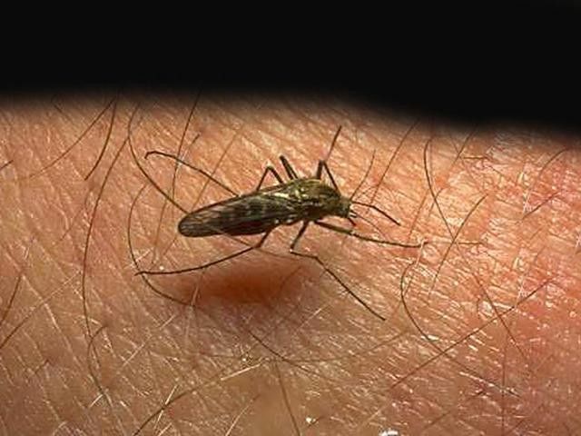 Chikungunya cases up in Biliran