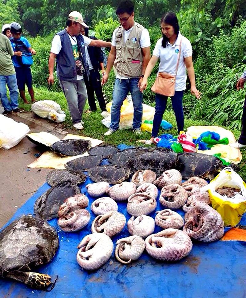 Pangolins, sea turtles seized in Palawan