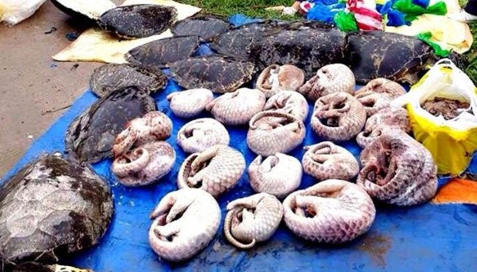 Pangolins, sea turtles seized in Palawan