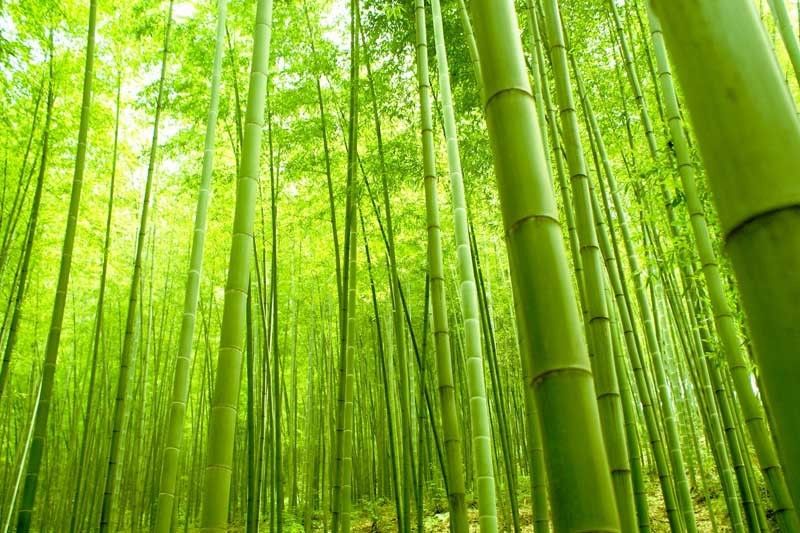 DENR: 15,000 hectares to be planted with bamboo