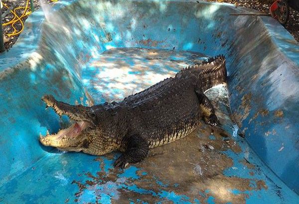 Crocodile attacks man, son in Palawan