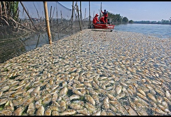 Fish kill hits Bulacan ponds
