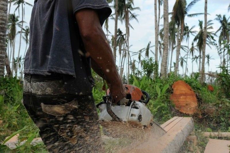 P1 million â��hotâ�� logs seized in Nueva Ecija; illegal logger named