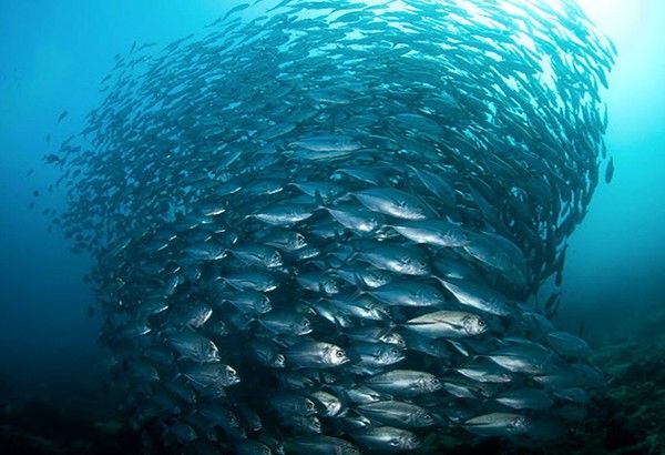 Bureau of Fisheries and Aquatic Resources lifts fishing ban in Zamboanga peninsula